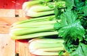 Celery, White one