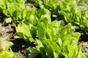 Spinach Spring