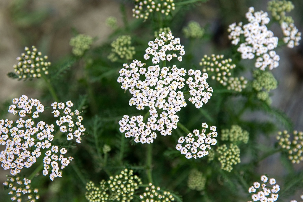 Seedling True Yarrow