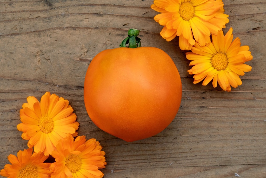 Tomato, Frog king's golden ball