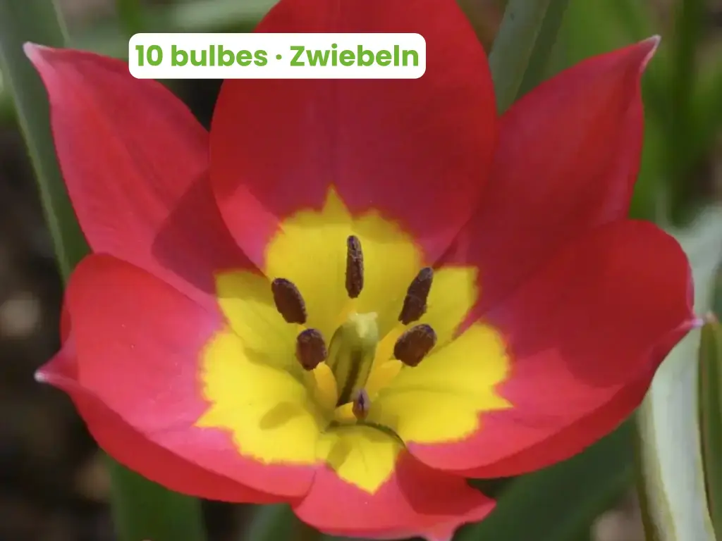 Wildtulpe 'Red Beauty'