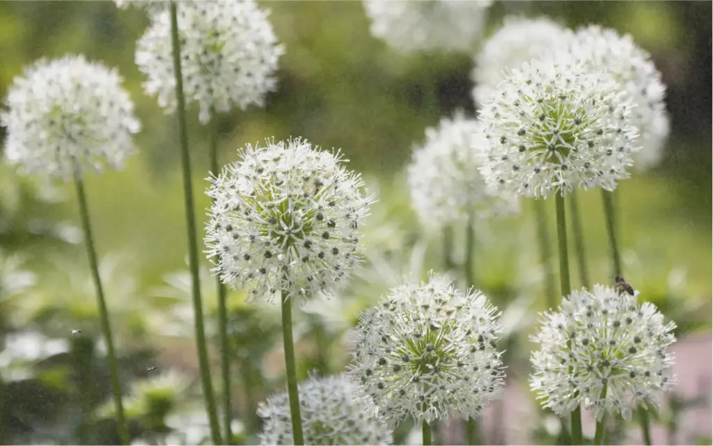 Ornamental Allium 'Mount Everest'