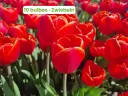 Tulip 'Verandi'