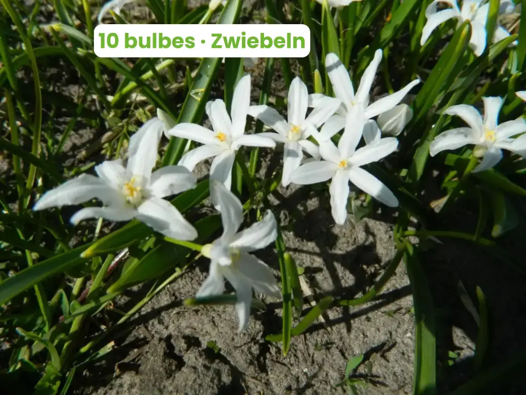 Schneeglanz 'Alba'