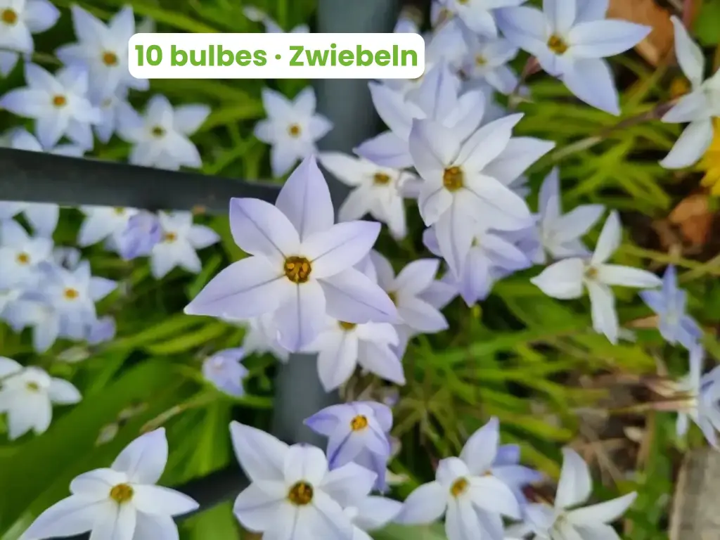Stella di Primavera 'Wisley Blue'