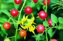 Pomodoro 'Selvatico peruviano'