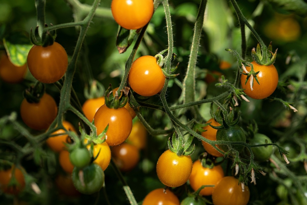 Tomate, Cerise jaune