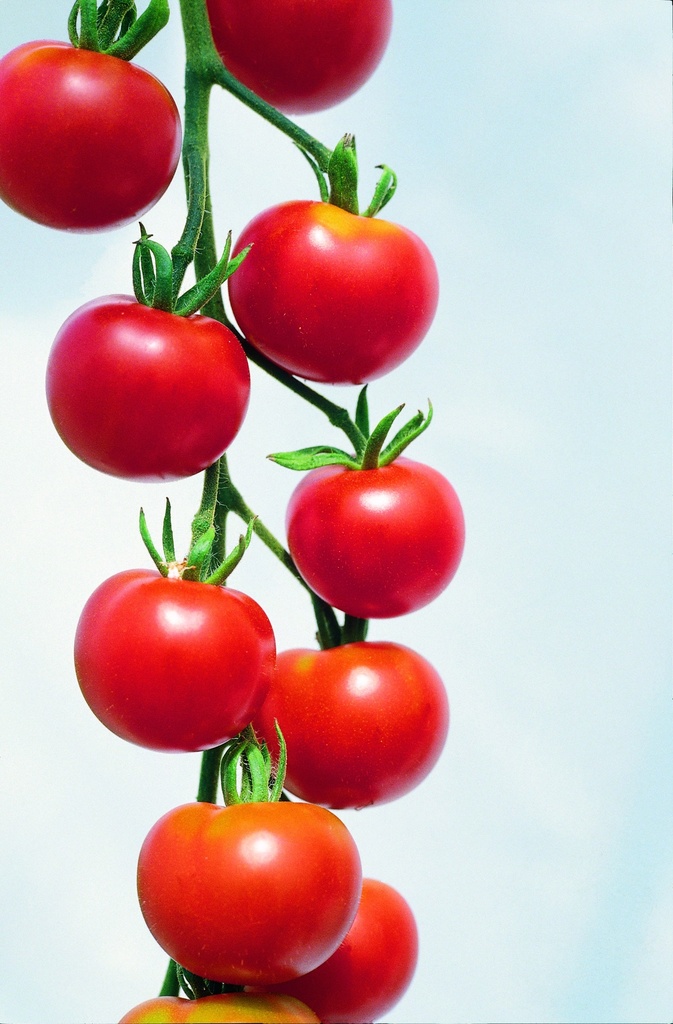 Tomato, Red type cherry