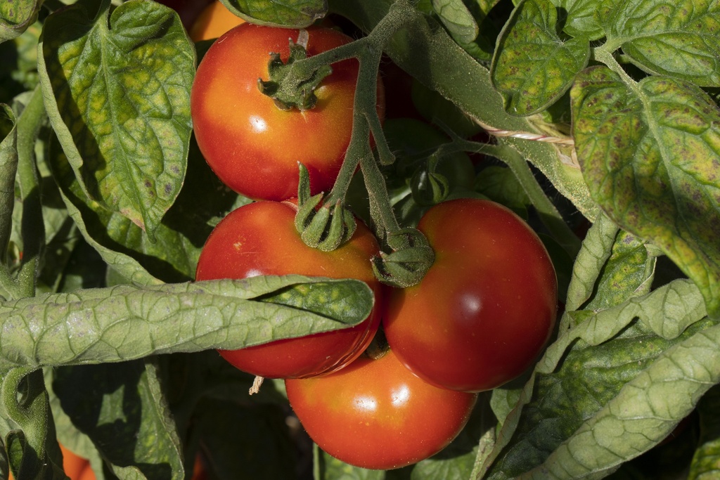 Tomate, Sibirische Frühe