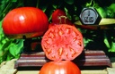 Tomate, Babuschka Selektion Z