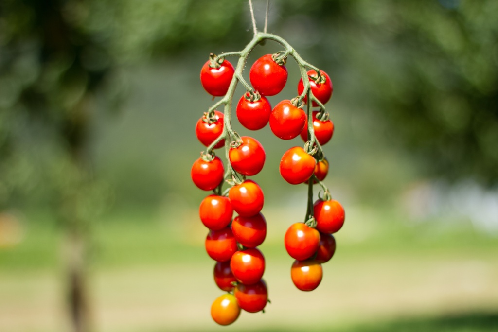 Tomate, Mexican Honey