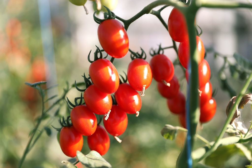 Tomate, Datte orange