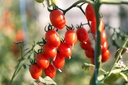 Pomodoro, Dattero arancione