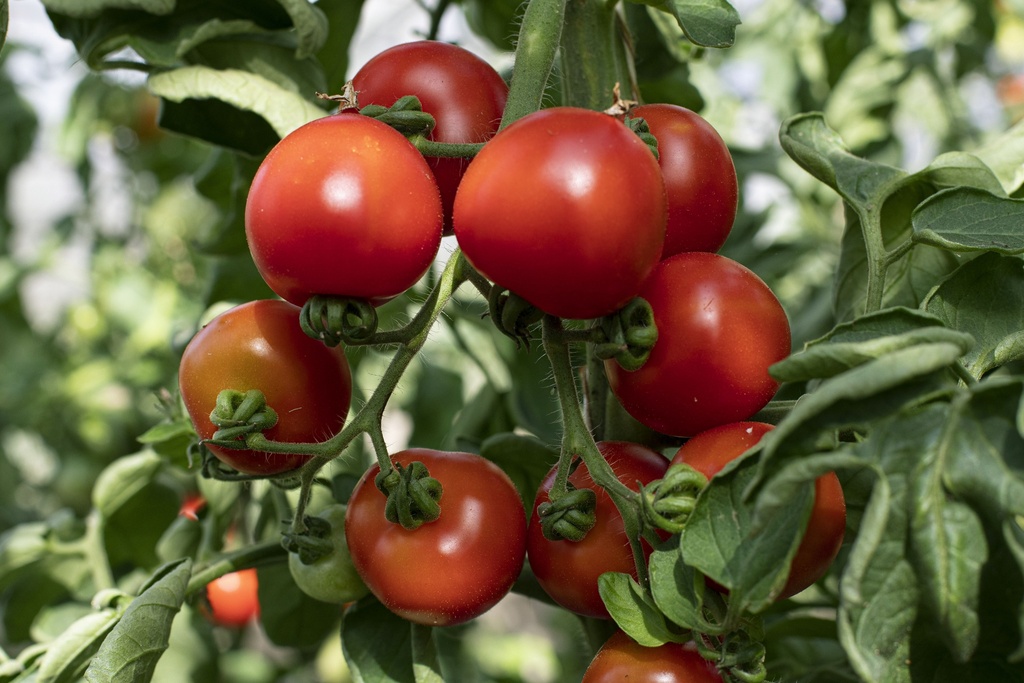 Tomate, Principe Borghese