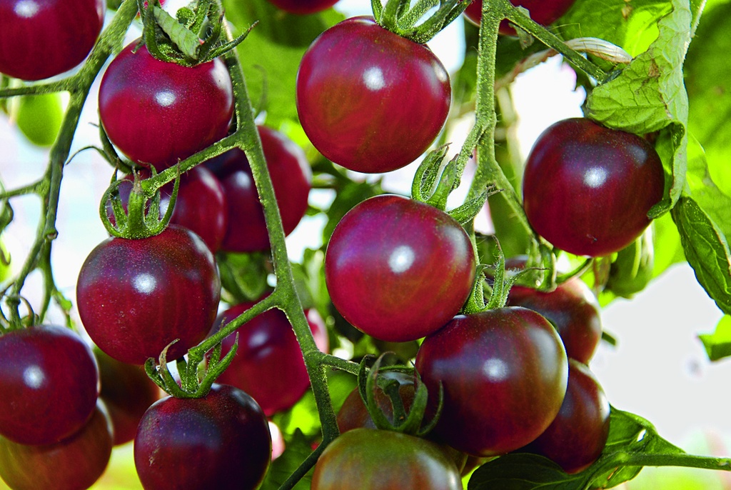 Tomato, Black Cherry