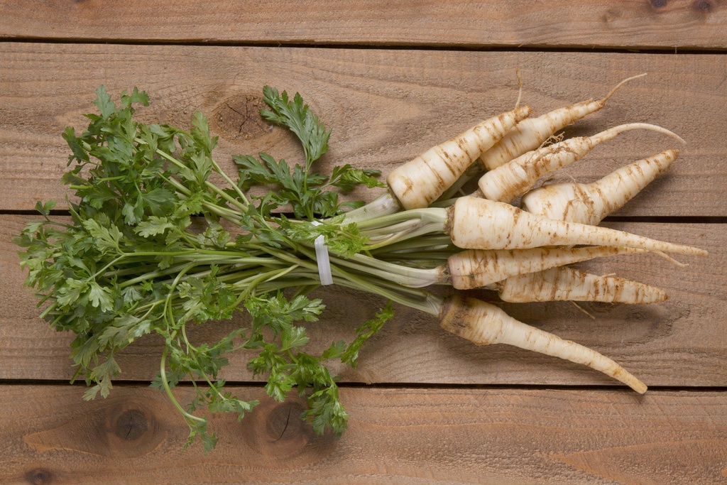 Root parsley