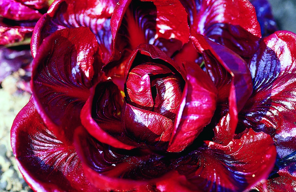 Chicorée Rouge, Verona