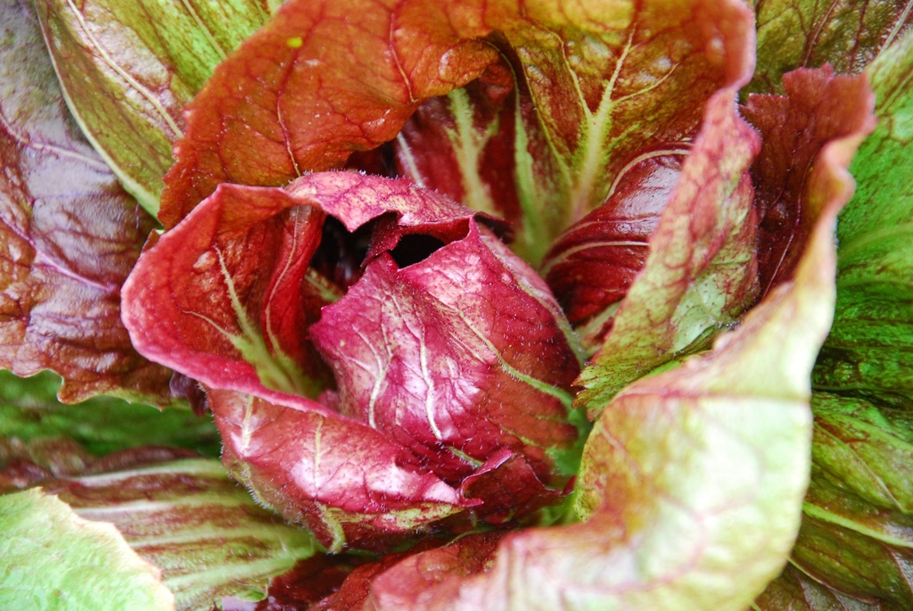 Chicorée Scarole, Palla Rossa Extra