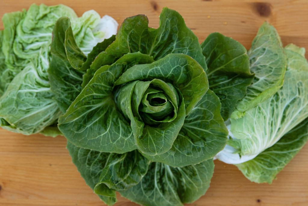 Radicchio, Sugarloaf Poncho