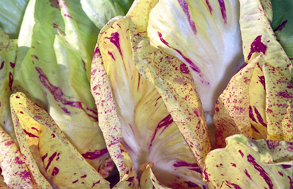 Chicorée scarole (Radicchio), Castelfranco Di Luisa