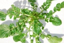 Land cress (American cress) (perennial)