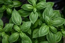 Basil, Genova  Selection Z (large leaved)