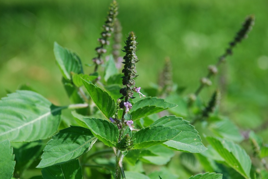 Basil, Tulsi (Holy basil)