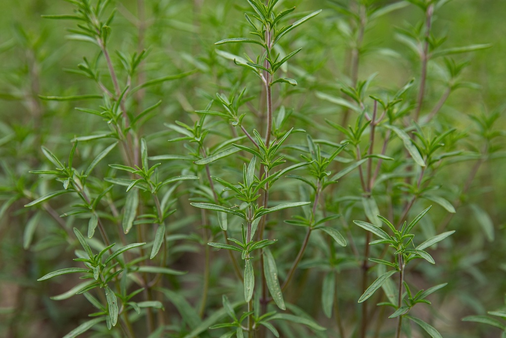 Sarriette commune (plante annuelle)