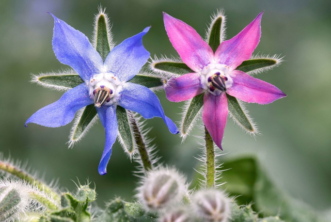 Borragine,  Blu-fiorito (un anno)