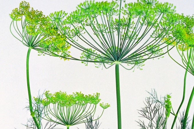 Dill (annual)