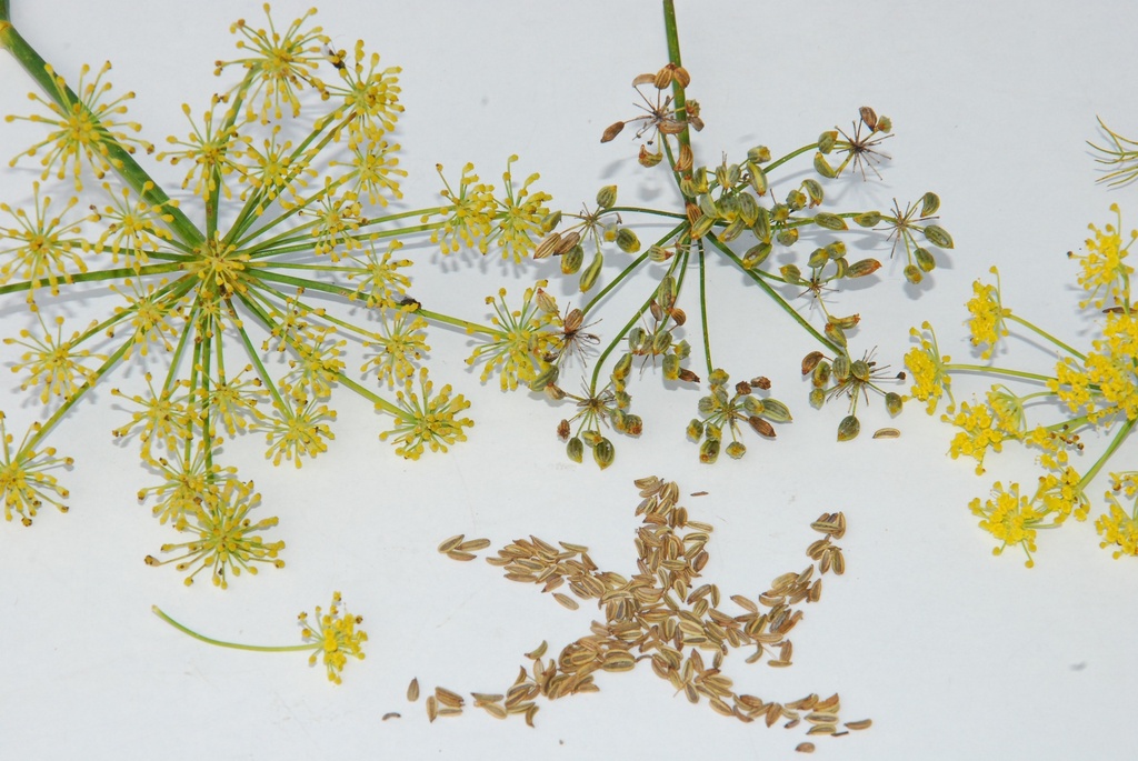 Leaf fennel (Sweet fennel) (annual or perennial)