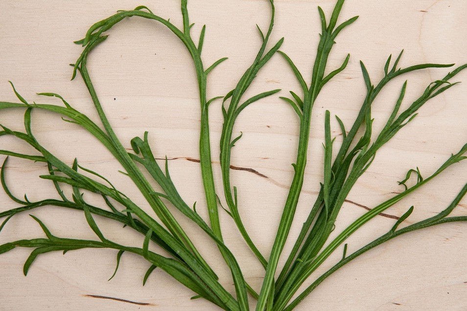 Buckhorn plantain (Erba stella) (perennial)