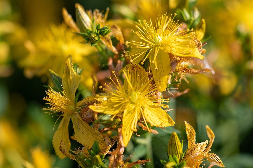 Johanniskraut (mehrjährig)