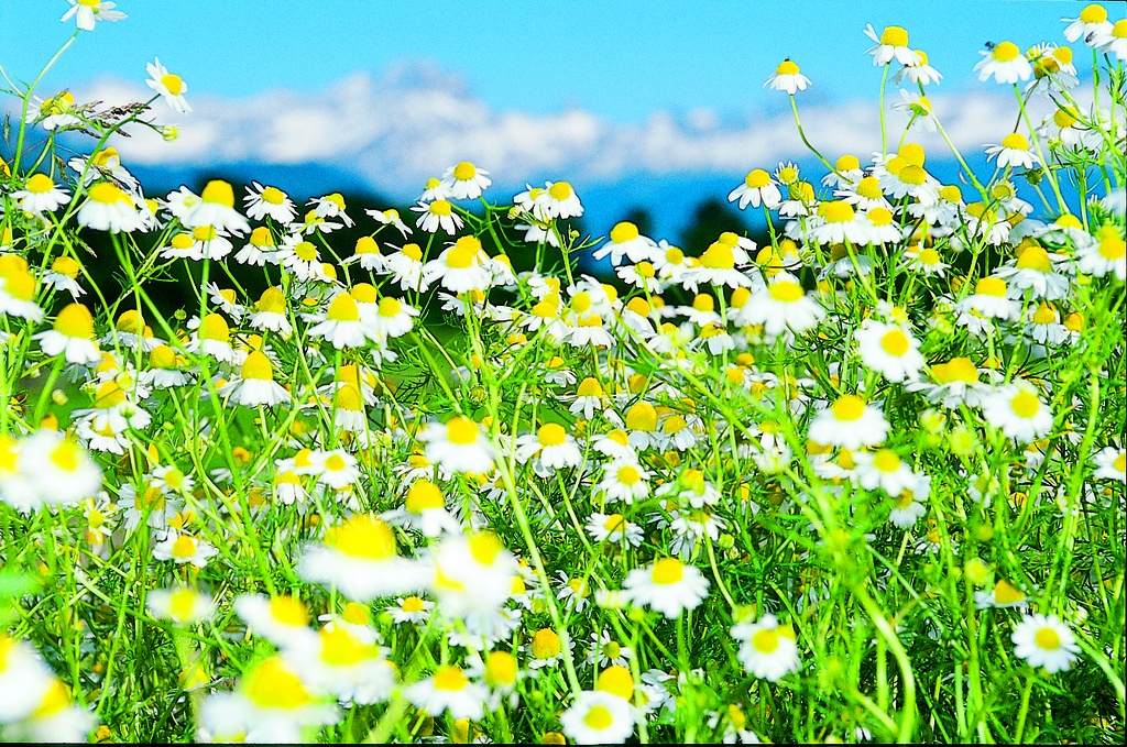 Chamomile, True (annual)