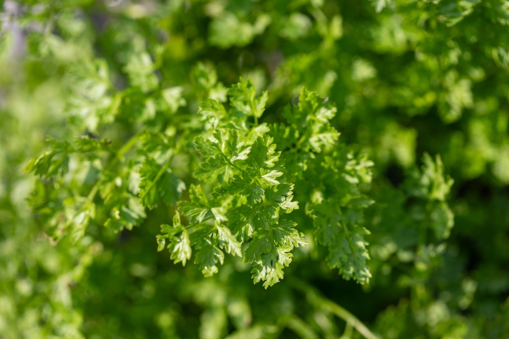 Cerfeuil (plante annuelle)