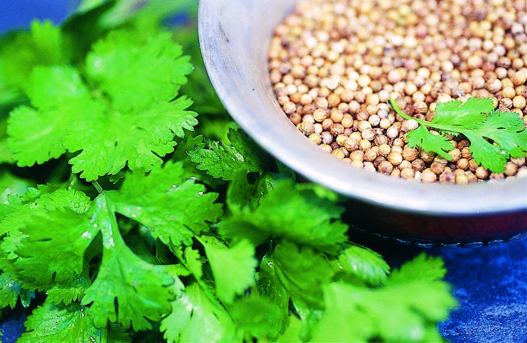 Cilantro (Coriander), Indian (annual)