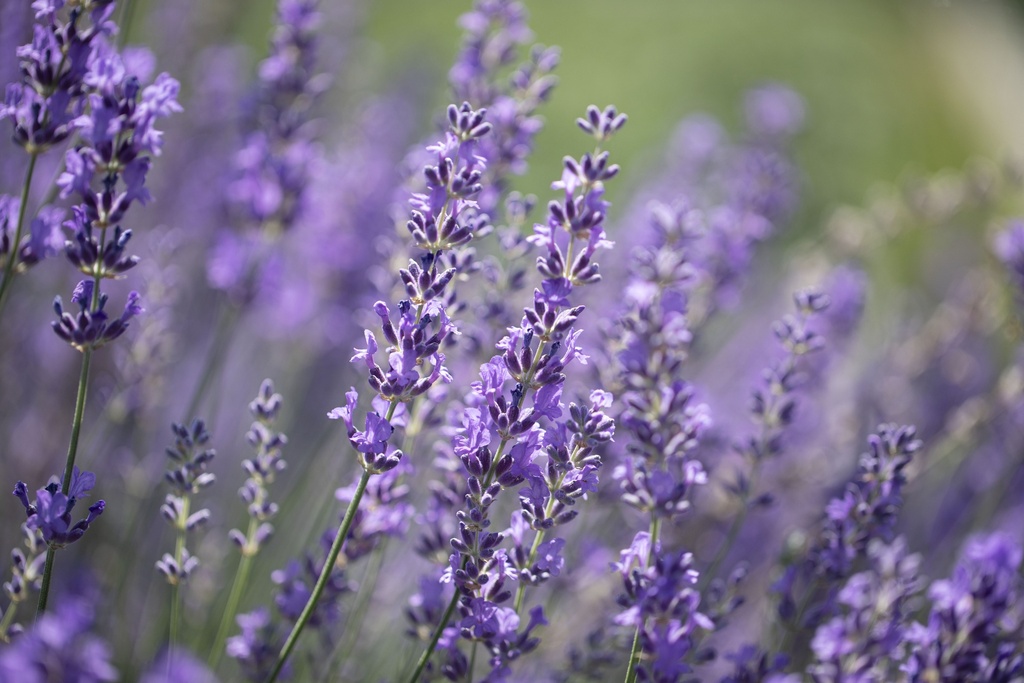 Lavanda, Vera (più anni)