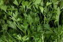 Parsley, Italian smooth flat-leaved