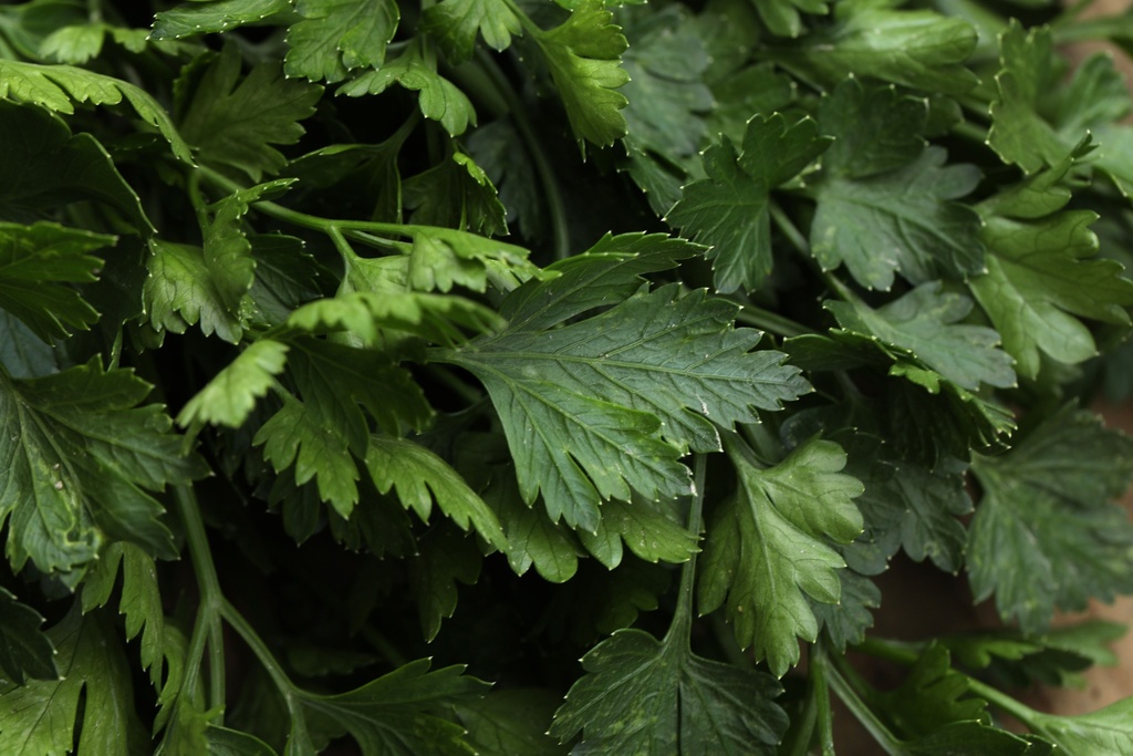 Parsley, Portuguese