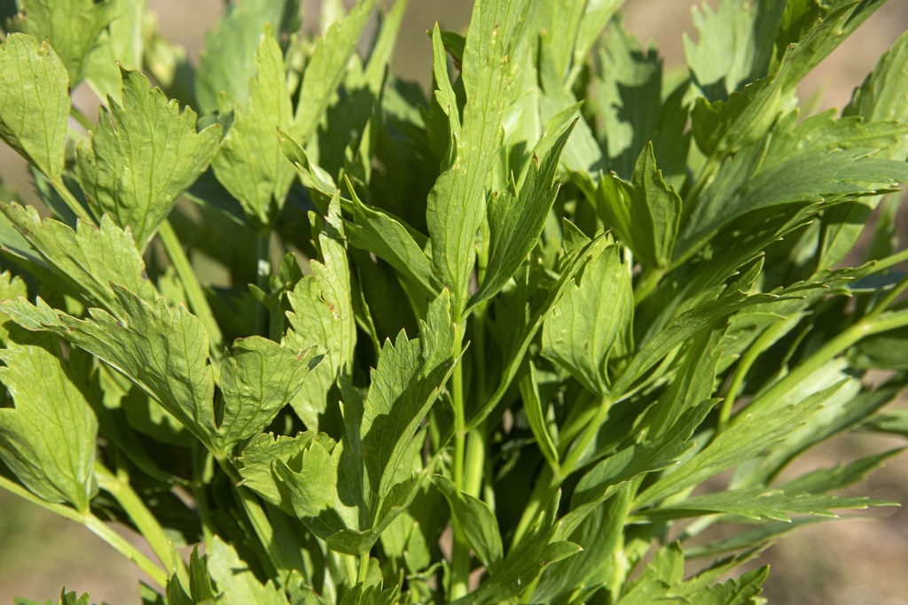 Livèche, Herbe à Maggi