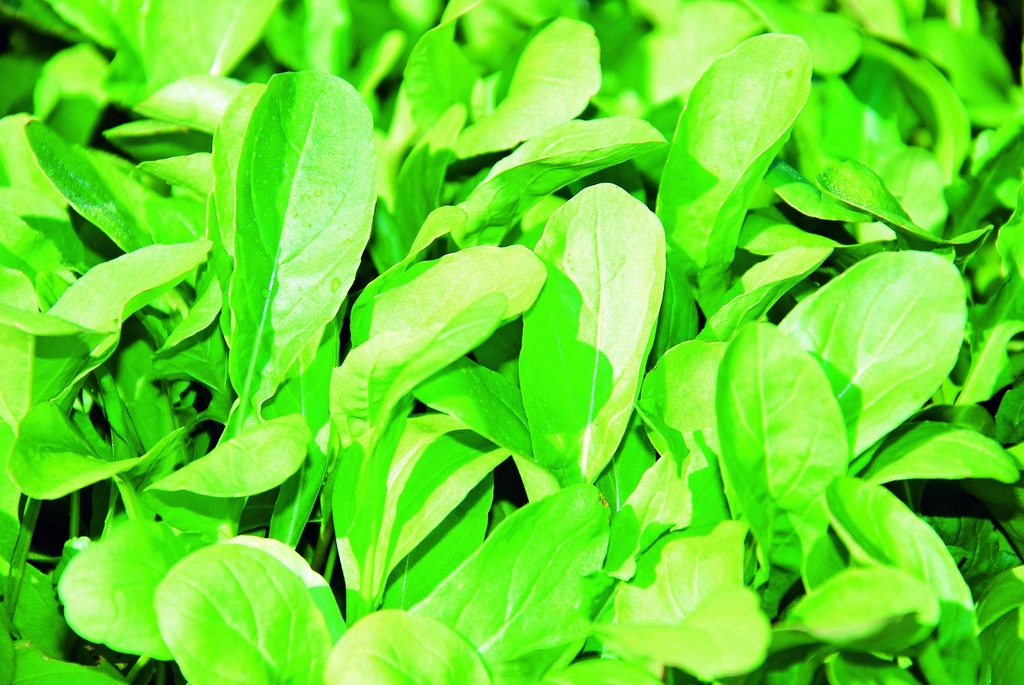 Arugula (Rocket)  (annual)