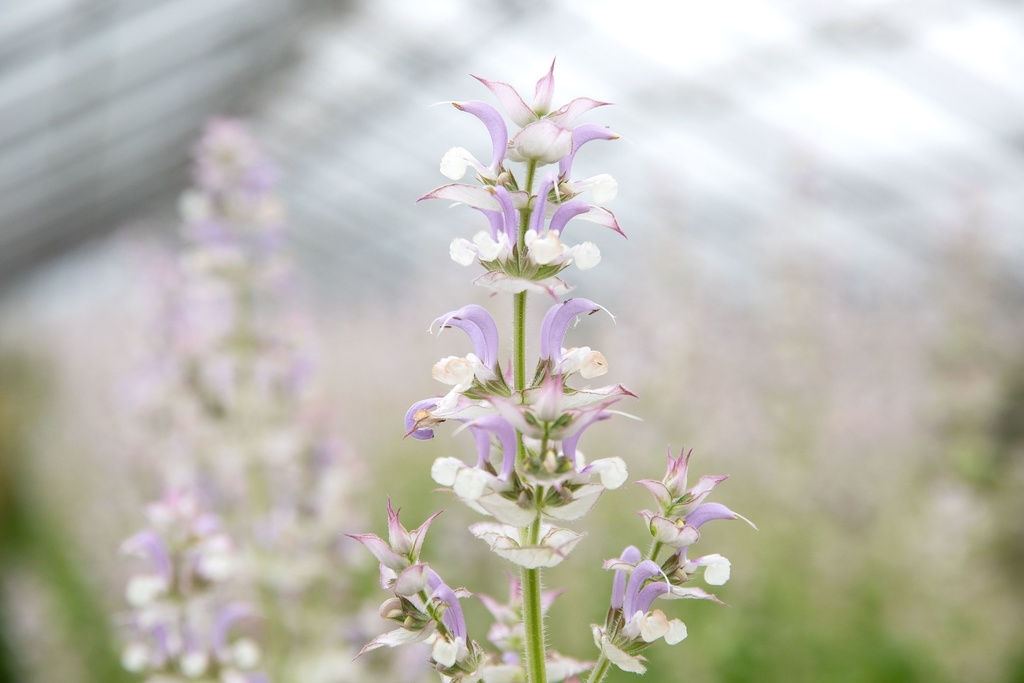 Salvia 'Salvia muscata'
