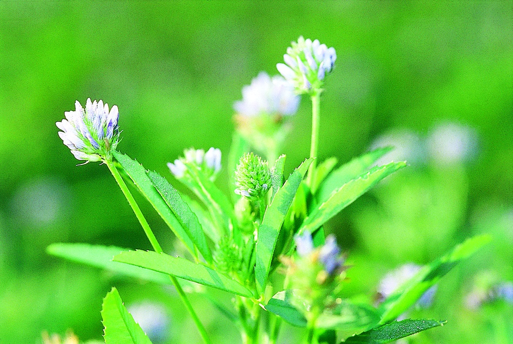 Trigonelle Bleue, de Glaris