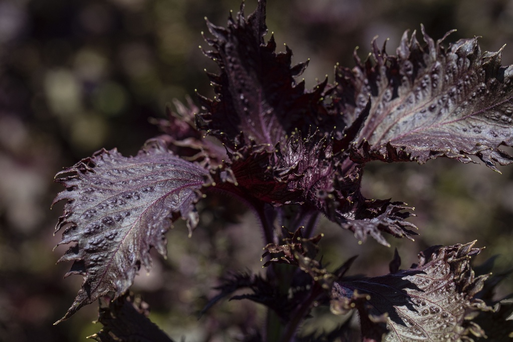 Shiso (Perilla), Purple (annual)