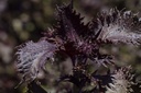 Shiso, Pourpre