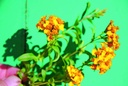 Gewürztagetes (Yauhtli) (einjährig)