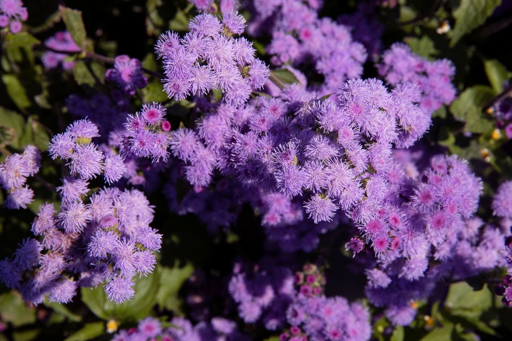 Ageratum (Blue floss flower) (annual)