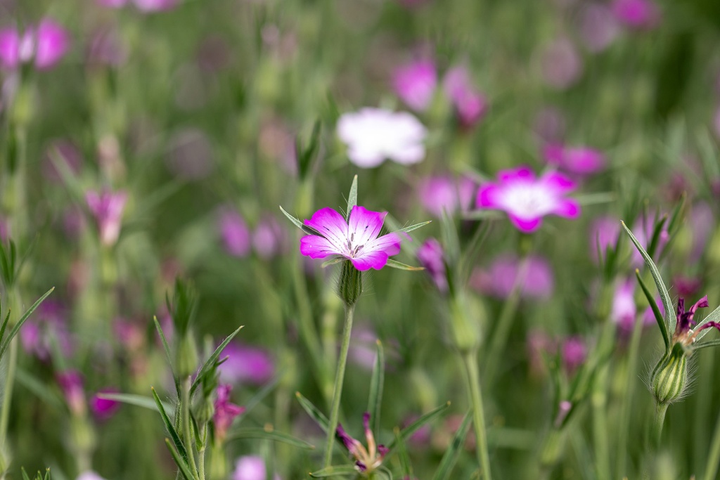 Nielle des blés (plante annuelle hivernante)