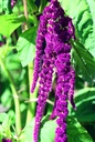 Amaranth, Purple rain