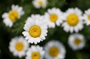 Spanish chamomile (Akarkara)